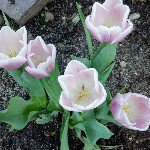 Profile Picture of Heidi Hein Lindquist-Lane (@missheidi24) on Instagram