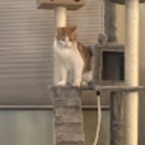 Profile Picture of Rebecca Schneider (@beckyrschneider) on Poshmark