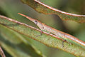 Profile Picture of Morabidaeon Wikipedia