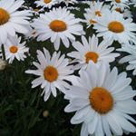 Profile Picture of bettyannmosher (@bettyannmosher) on Instagram