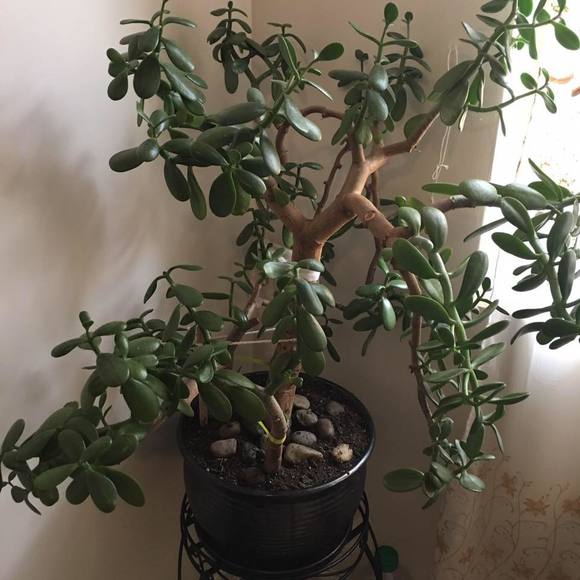 Profile Picture of Marufzhon Abdurasulov (@marufzhon) on Poshmark