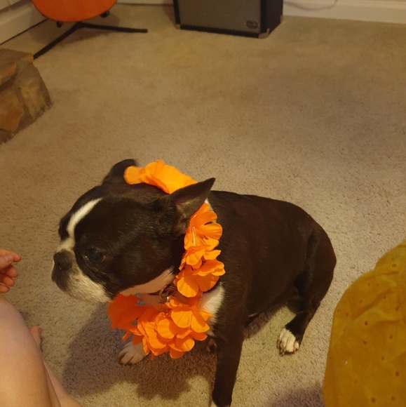 Profile Picture of Al Leal (@al_leal) on Poshmark