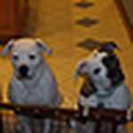 Profile Picture of Thomas Harte (@thomastgh) on Flickr