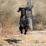 Profile Picture of Thomas (@thesussexcockerspaniel) on Instagram