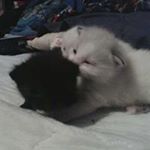 Profile Picture of Daniel Fosso (@danielfosso456) on Instagram