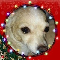 Profile Picture of Lorie Compton (@lorie-compton) on Quora