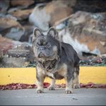 Profile Picture of Shawn Mullins (@colorkreationbulldogs_shawn) on Instagram