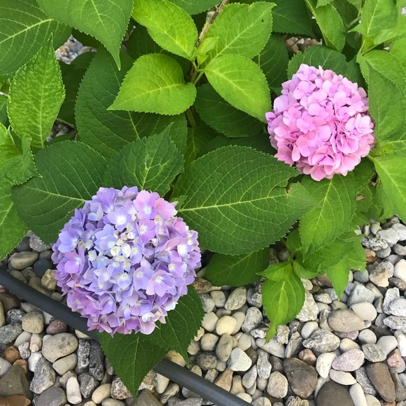 Profile Picture of Jennifer Coffman (@jgcoffman3) on Poshmark