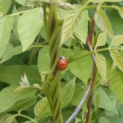 Profile Picture of Amber Tatro (@AmberTatro4205) on Twitter