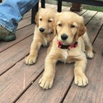 Profile Picture of Moose And Doug (@mooseanddoug) on Instagram