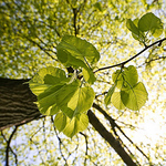 Profile Picture of Alexander W Curtis (@Alexander W Curtis) on Flickr