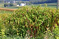 Profile Picture of Phytolacca americanaon Wikipedia