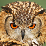 Profile Picture of Michael Moyes (@mickspage) on Flickr