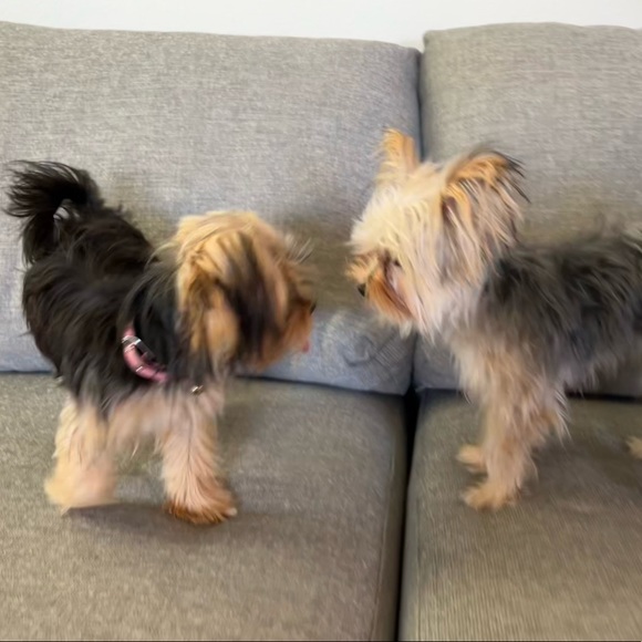 Profile Picture of Allyson Dubenko (@allysondubenko) on Poshmark