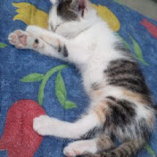 Tomek Siudak - Youtube Profile Picture of Tomek Siudak (@tomeksiudak5197) on Youtube