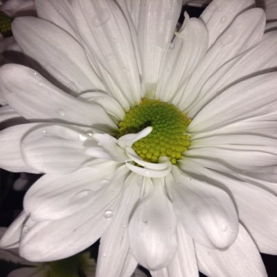 Profile Picture of Trudy Wilkins (@TrudyWilkins) on Twitter