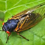 Profile Picture of Joshua Sturgeon (@josh.sturgeon.7) on Instagram