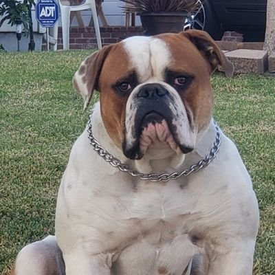 Profile Picture of Randy Pam (@RandyPam2) on Twitter