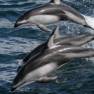 Profile Picture of Andrew Abshier (@DocAbshier) on Twitter