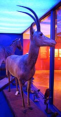 Profile Photo of Bluebuck - Wikipediaon Wikipedia