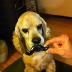 Profile Picture of Lisa Holbrook (@greenminitrek) on Instagram