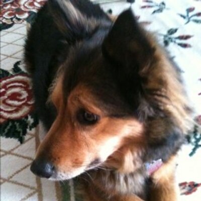 Profile Picture of Barbara Lawrence (@1jittercritter) on Twitter