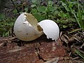 Profile Picture of Eggshellon Wikipedia