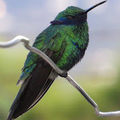 Profile Picture of Hernando Chaves (@hernandochaves2767) on Youtube