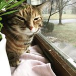 Profile Picture of Hannah Heinrich🐈 (@ginger_hannah_joy10) on Instagram