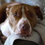 Profile Picture of ✂️🔨CRAFTSMAN🔨✂️ (@jaredhernandez86) on Instagram