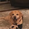 Profile Picture of 🐶Chatham Scott Rao🐶 (@chatham.vlogss) on Tiktok