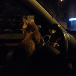 Profile Picture of Harold Jensen (@HaroldJComics) on Twitter