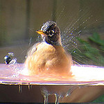 Profile Picture of R&R Valk (@Ted Bell) on Flickr