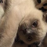 Жизнь кота Арсения - Instagram Profile Picture of Жизнь кота Арсения (@senya_scottishfold) on Instagram