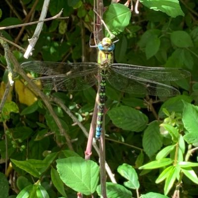 Profile Picture of Becky Chatterjee (@BexChatt71) on Twitter