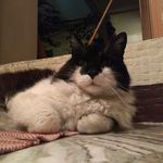 Profile Picture of Neko Blue (@tina.montoya.3) on Instagram