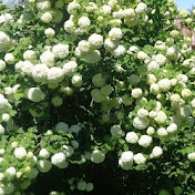 Profile Picture of Lucia Fuentes (@luciafuentes7923) on Youtube