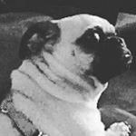 Profile Picture of Nicholas Anthony Deluca 5th (@thicky_nicky_319) on Instagram