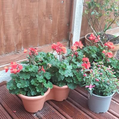 Profile Picture of Sheba John (@ShebaJo37147920) on Twitter