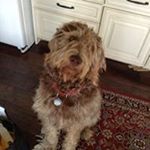 Profile Picture of Shelly Lamb (@lamb6446) on Instagram