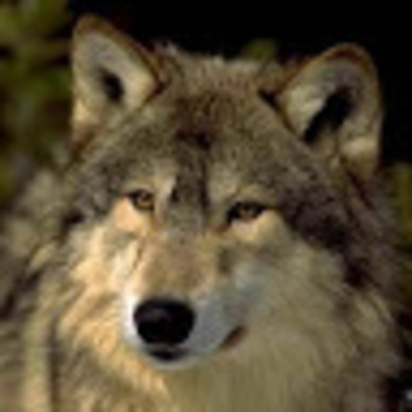 Dominic Santoriello - Poshmark Profile Picture of Dominic Santoriello (@dominator1333) on Poshmark