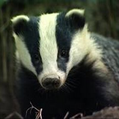 Profile Picture of Steve Alan Badger (@stevealanbadger) on Twitter