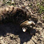 Profile Picture of Daniel Ahlström (@daniel_gb_ahlstrom) on Instagram