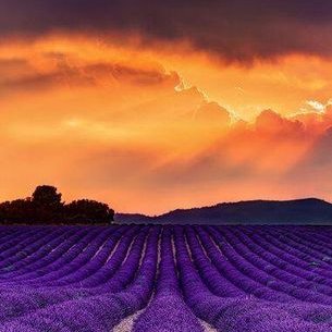 Lucio Velazquez Tellez - Twitter Profile Picture of Lucio Velazquez Tellez (@LucioVe89821782) on Twitter