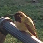 Profile Picture of Sean & Tanner (@nature_action) on Instagram