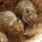 Profile Picture of Tobis Cimburek (@tobiscimburek1430) on Youtube