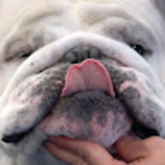 Profile Picture of Jimmie Moore (@jimmie11011cow) on Poshmark