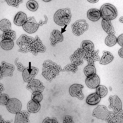 Profile Picture of Armes Research Groupon Twitter