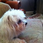 Profile Picture of Sean Mcgaughey (@cooper5254) on Instagram