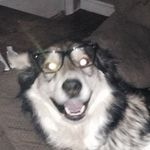 Profile Picture of Brody Michael Prim (@brody._.the._.dog) on Instagram